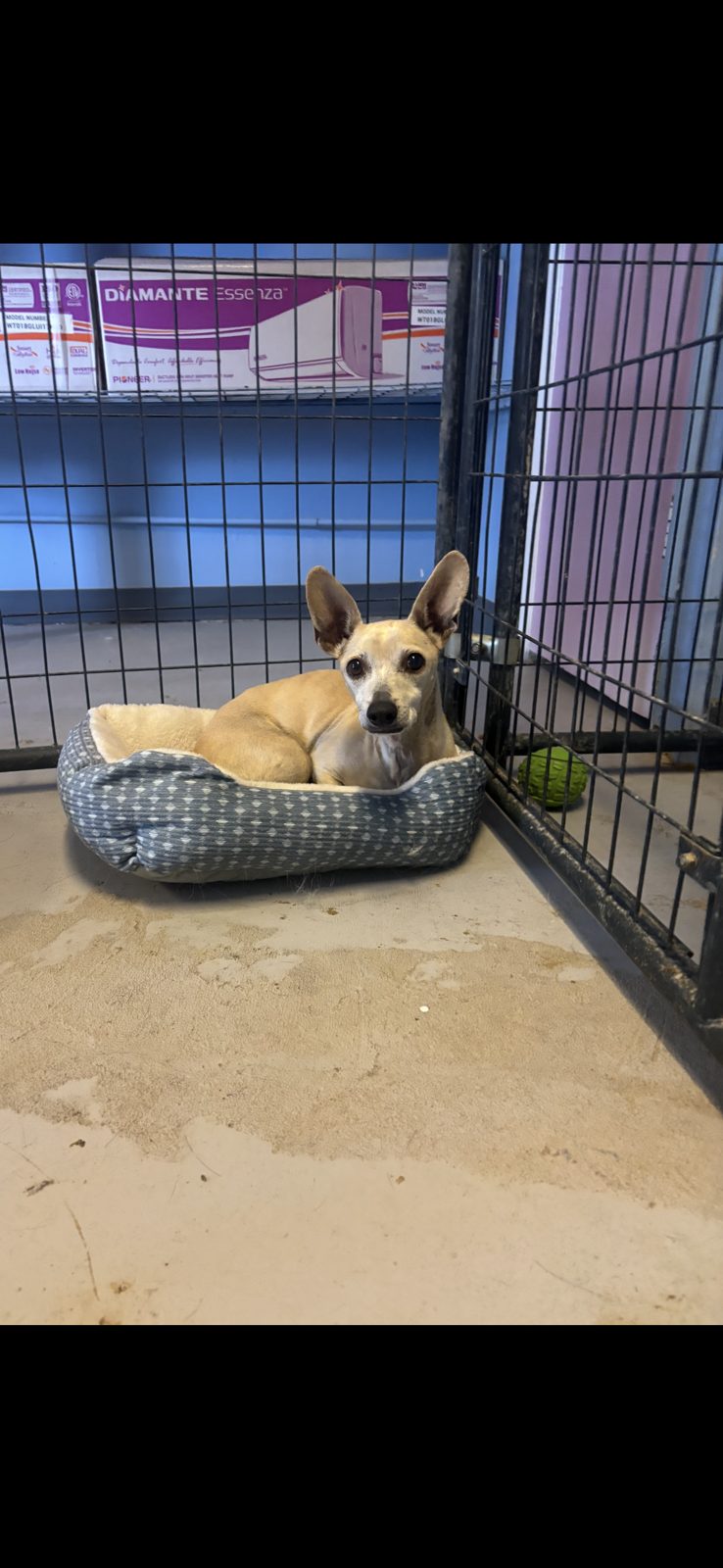 A rescue dog resting in a bed inside a roomy kennel