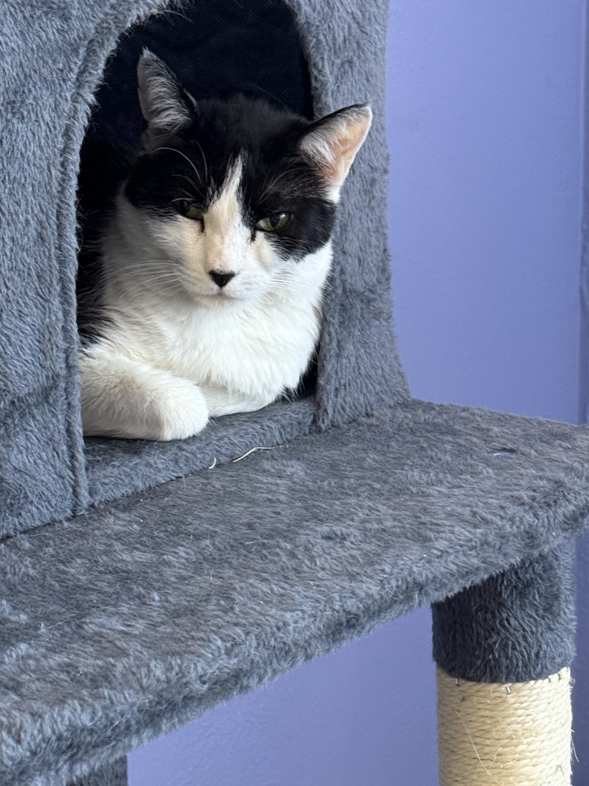 A black and white cat curled up in a carpeted cat tower