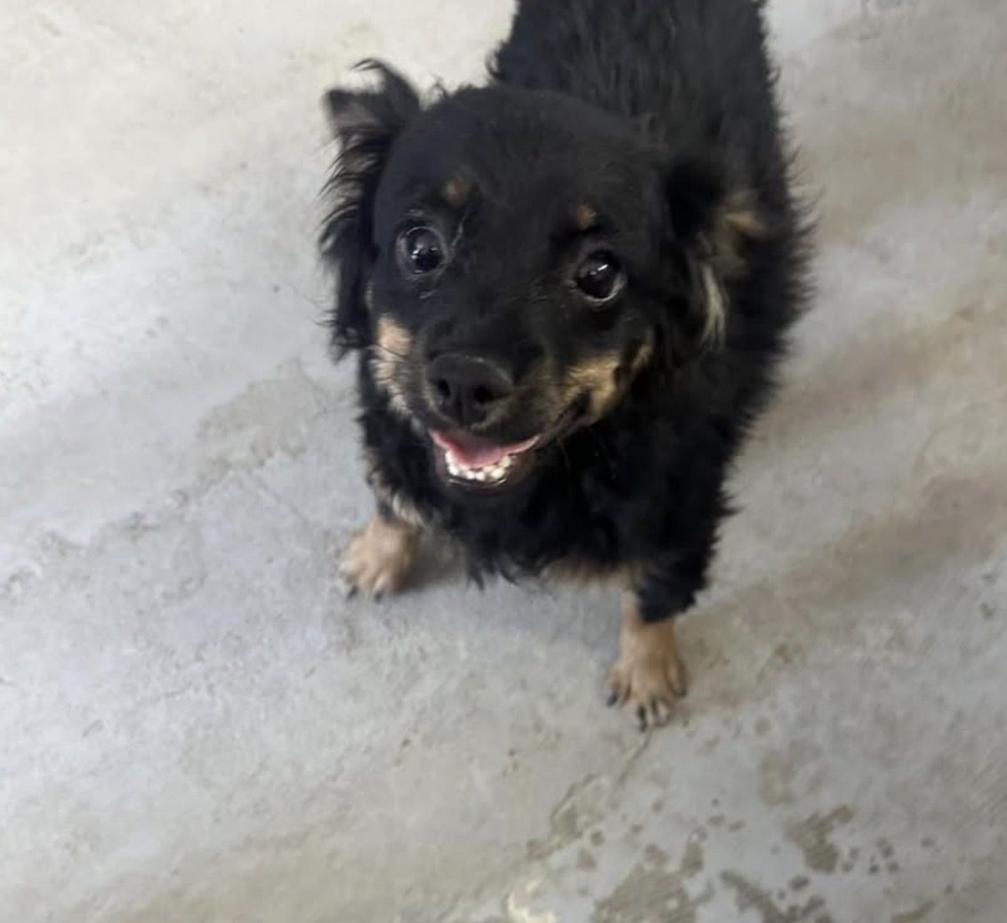 A small black dog looking up at the camera and smiling