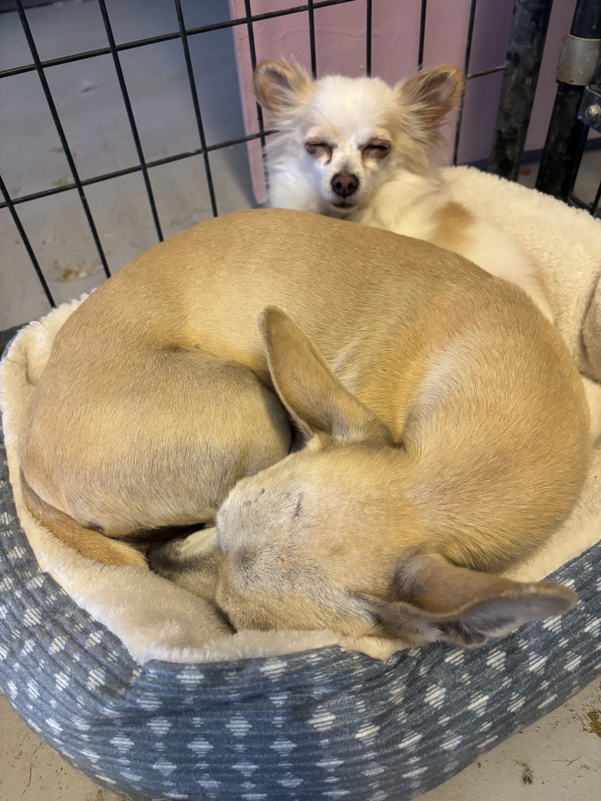 Two small dogs curled up together in a round bed