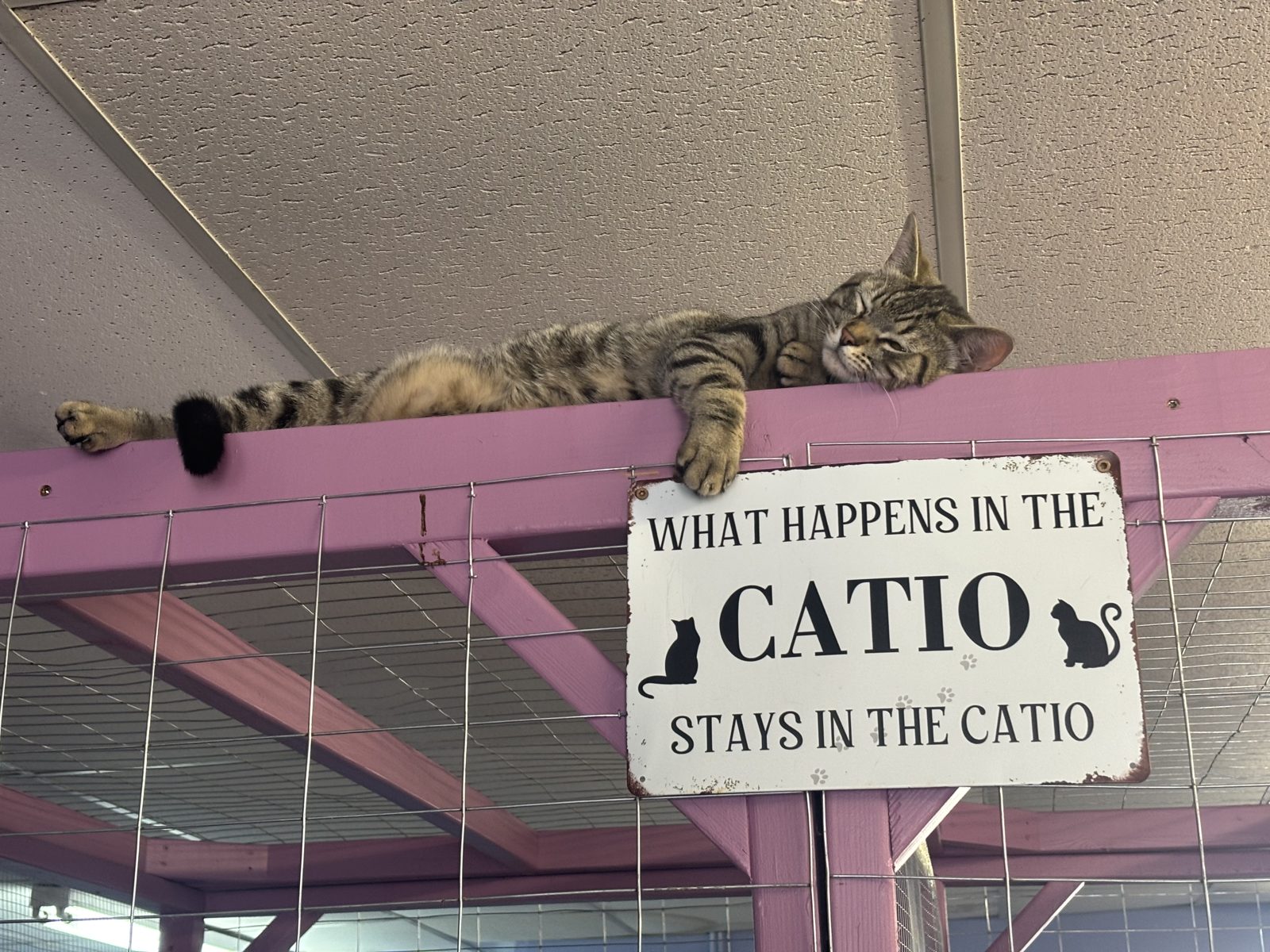 The catio sign at the Paw-Rump Cat Cafe with a tabby napping above it