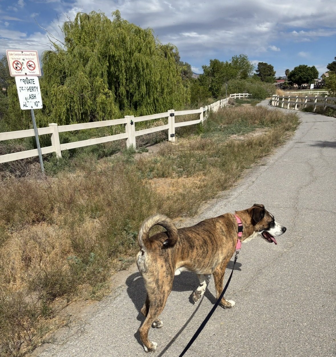 A rescue dog out for a walk along a quiet Pahrump road