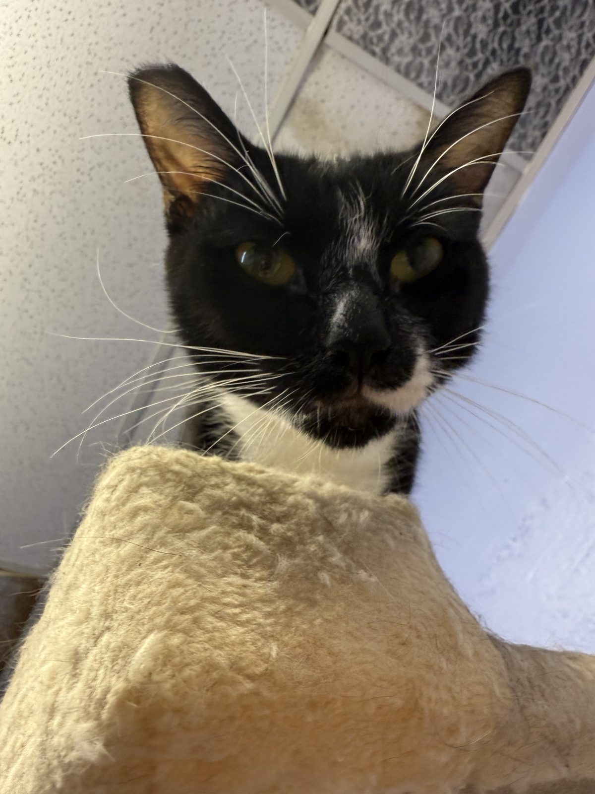 A tuxedo kitten peeking over a cat tower platform