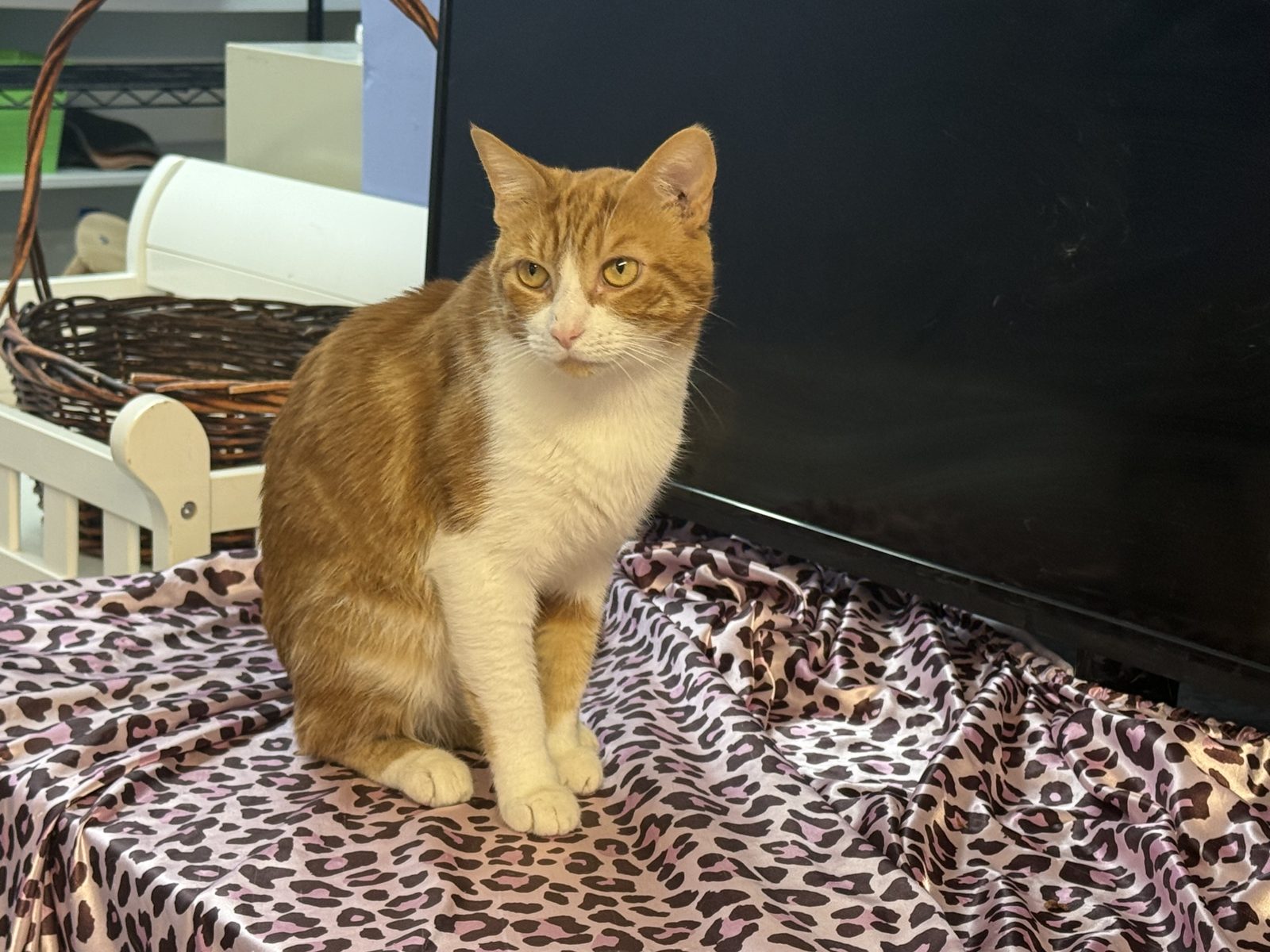 An orange cat sitting tall on a leopard print blanket