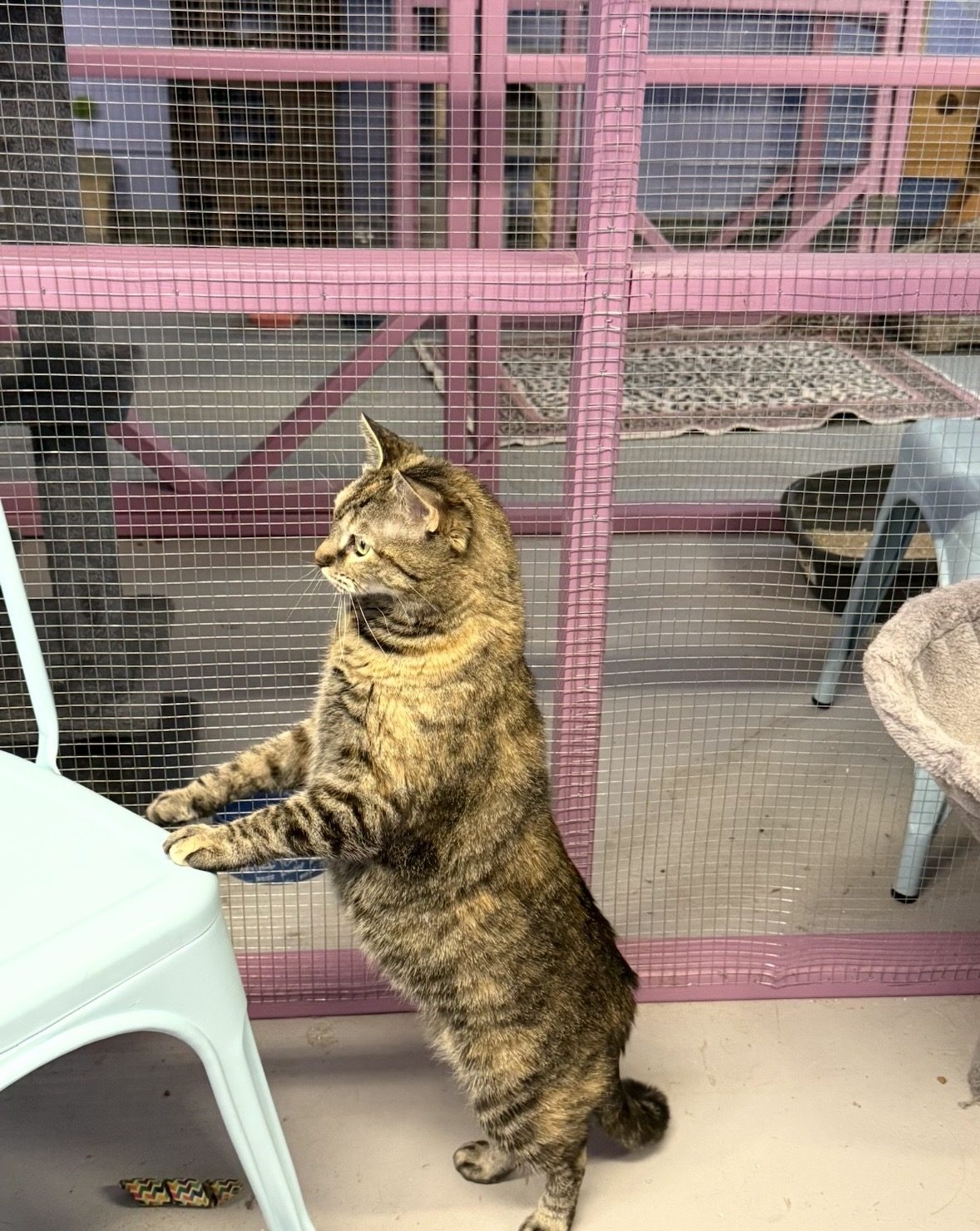 A tabby cat stretching up against the catio mesh