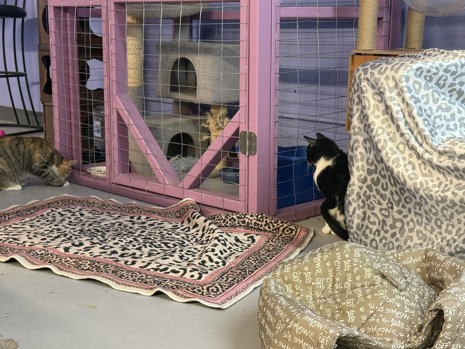 The cat cafe play room with the catio and a cat on the ledge
