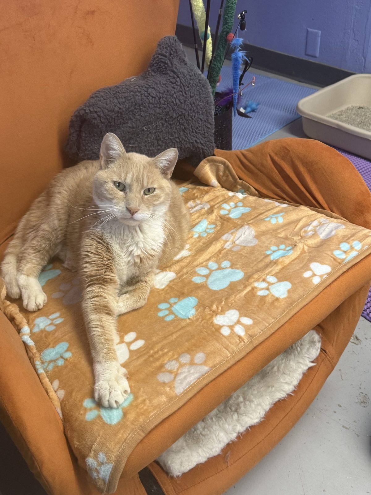 An orange cat lounging on a paw print blanket
