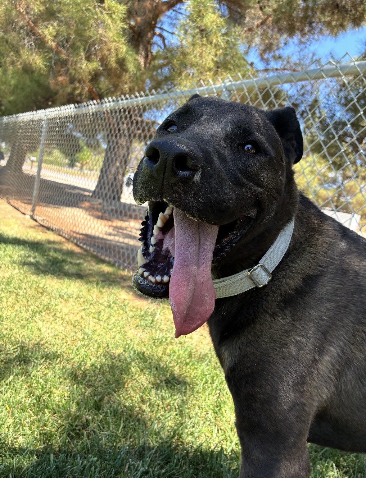 A happy black dog with its tongue out in the play yard