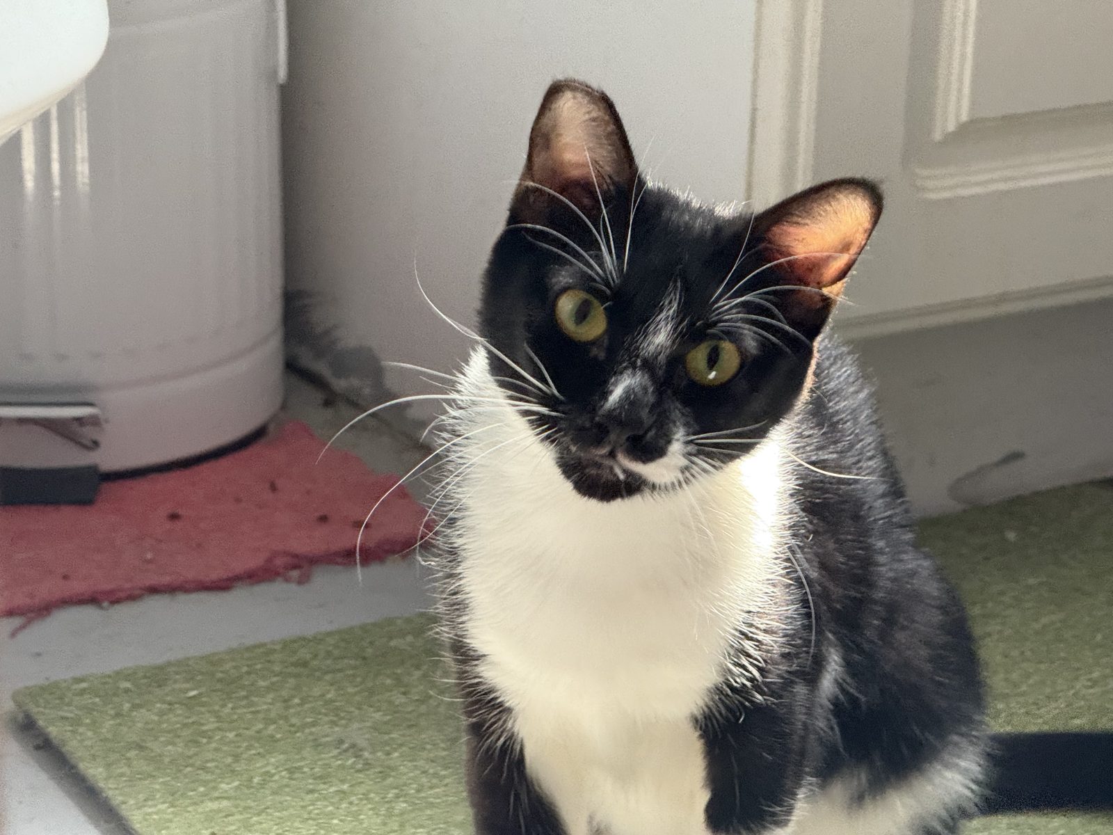 A tuxedo cat sitting up and looking at the camera