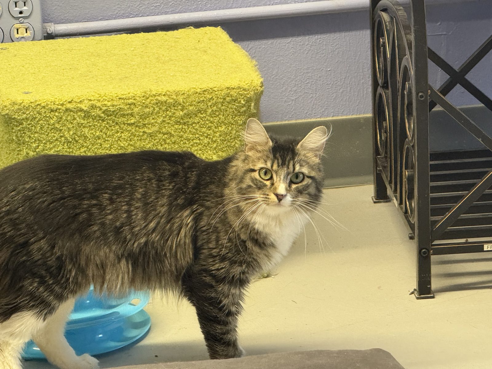 A long haired tabby cat walking through the cat room