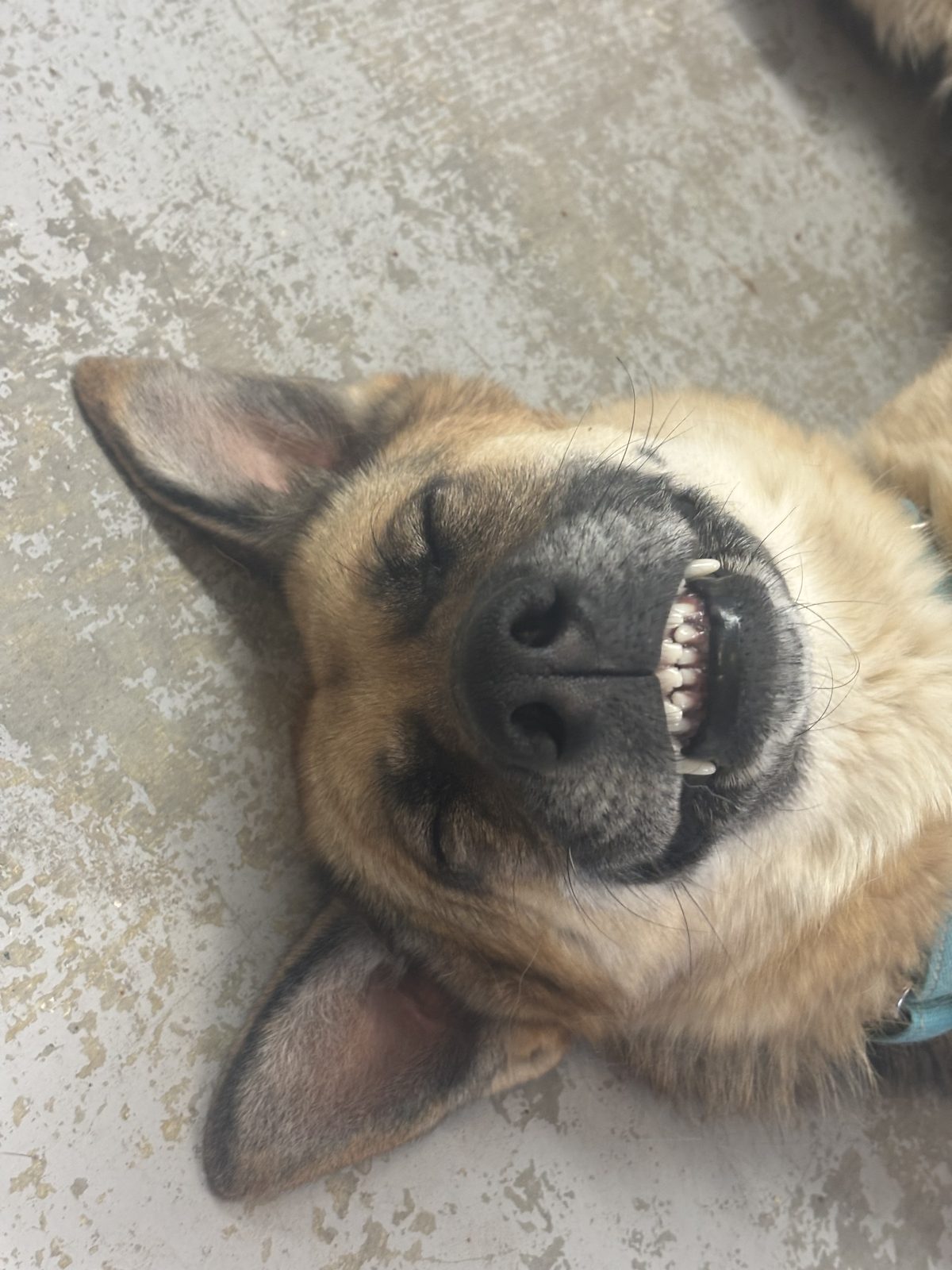 A goofy close-up of a shepherd mix rolling on its back