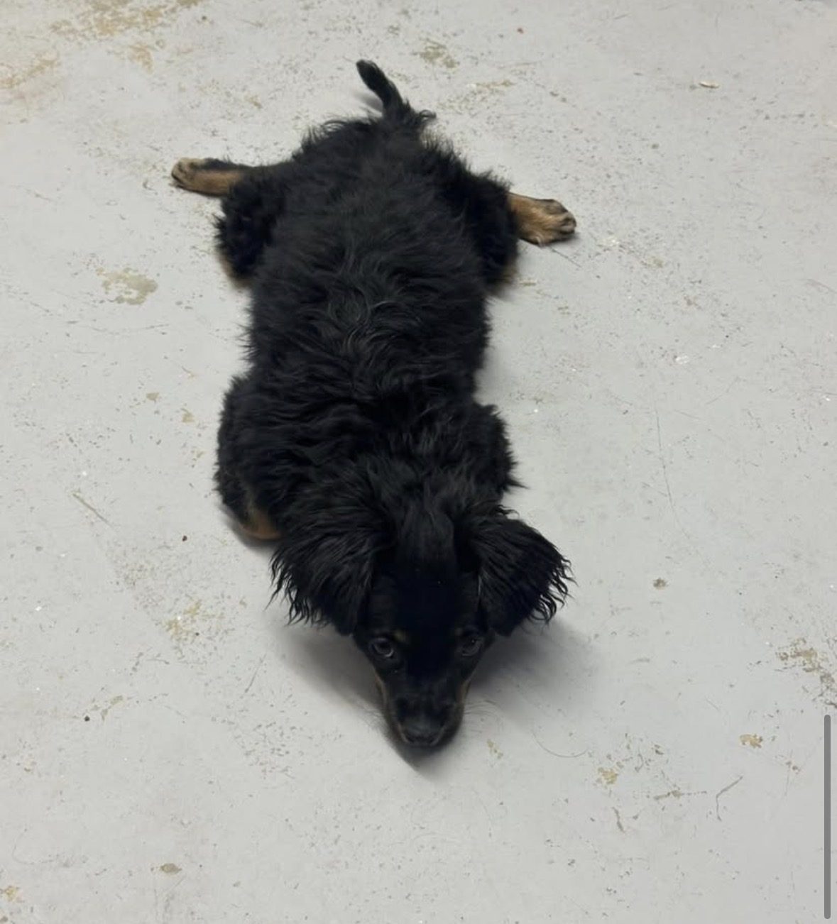 A fluffy black puppy lying on a cool concrete floor