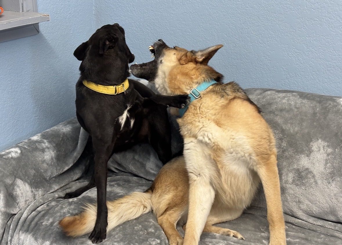 A black dog and a shepherd mix playing on the couch