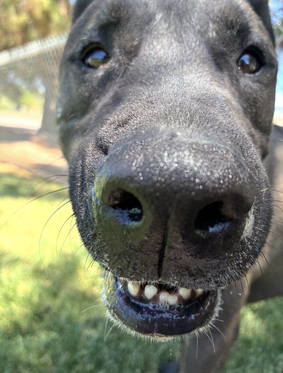 A close-up of a grinning gray dog in the yard