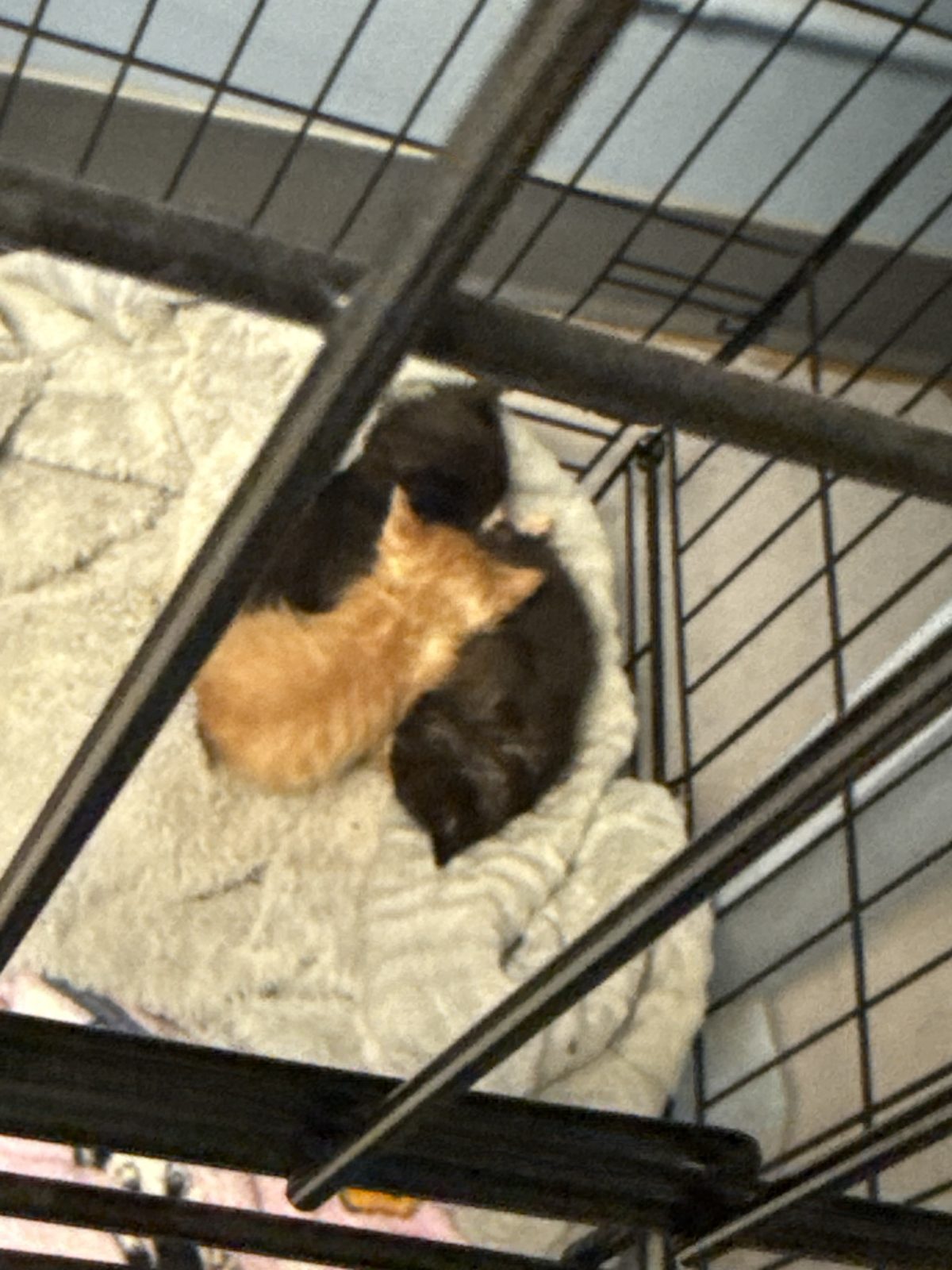 Two kittens snuggled on a blanket in a safe enclosure