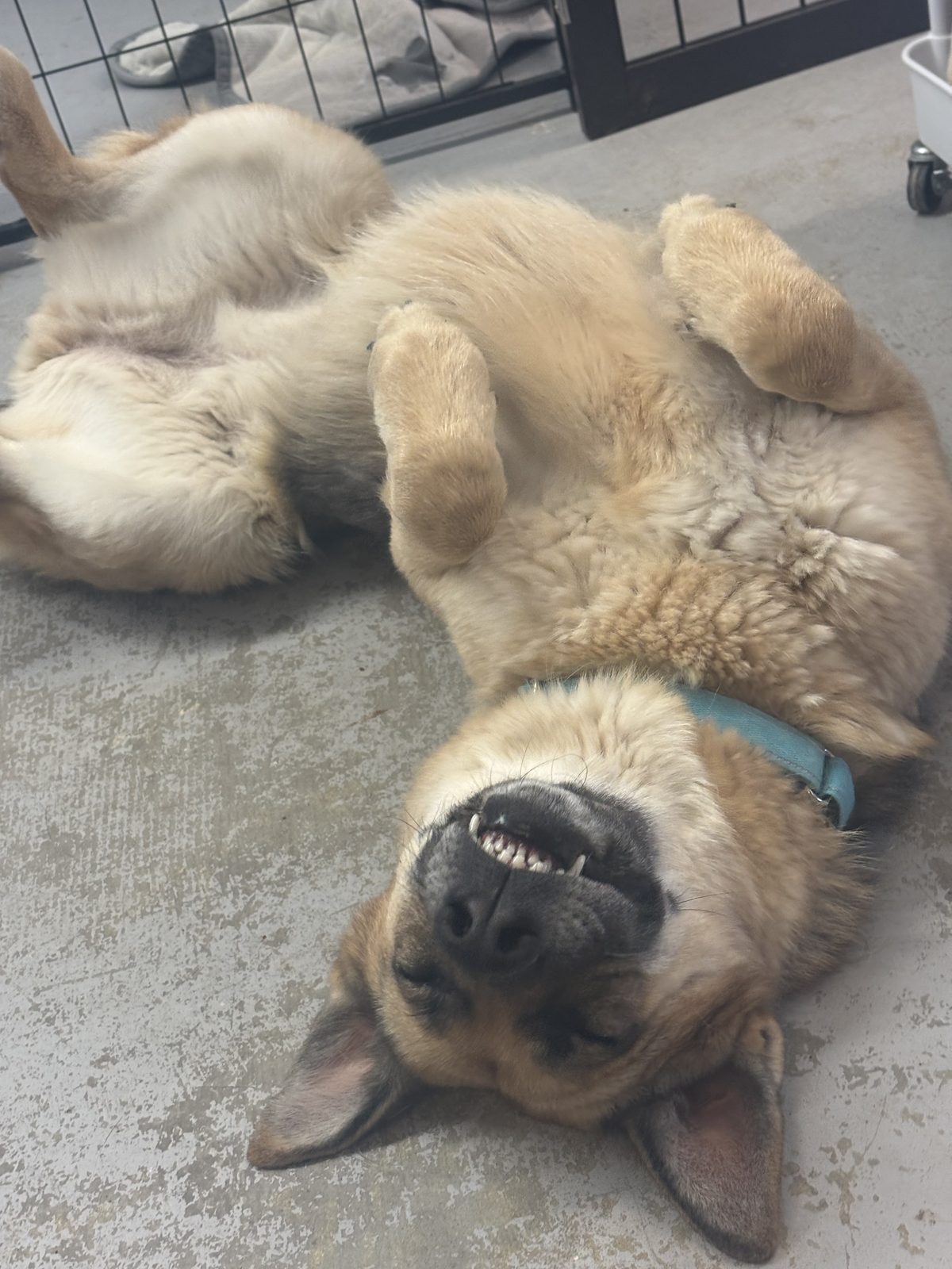 A cat and a dog sprawled out together on the floor