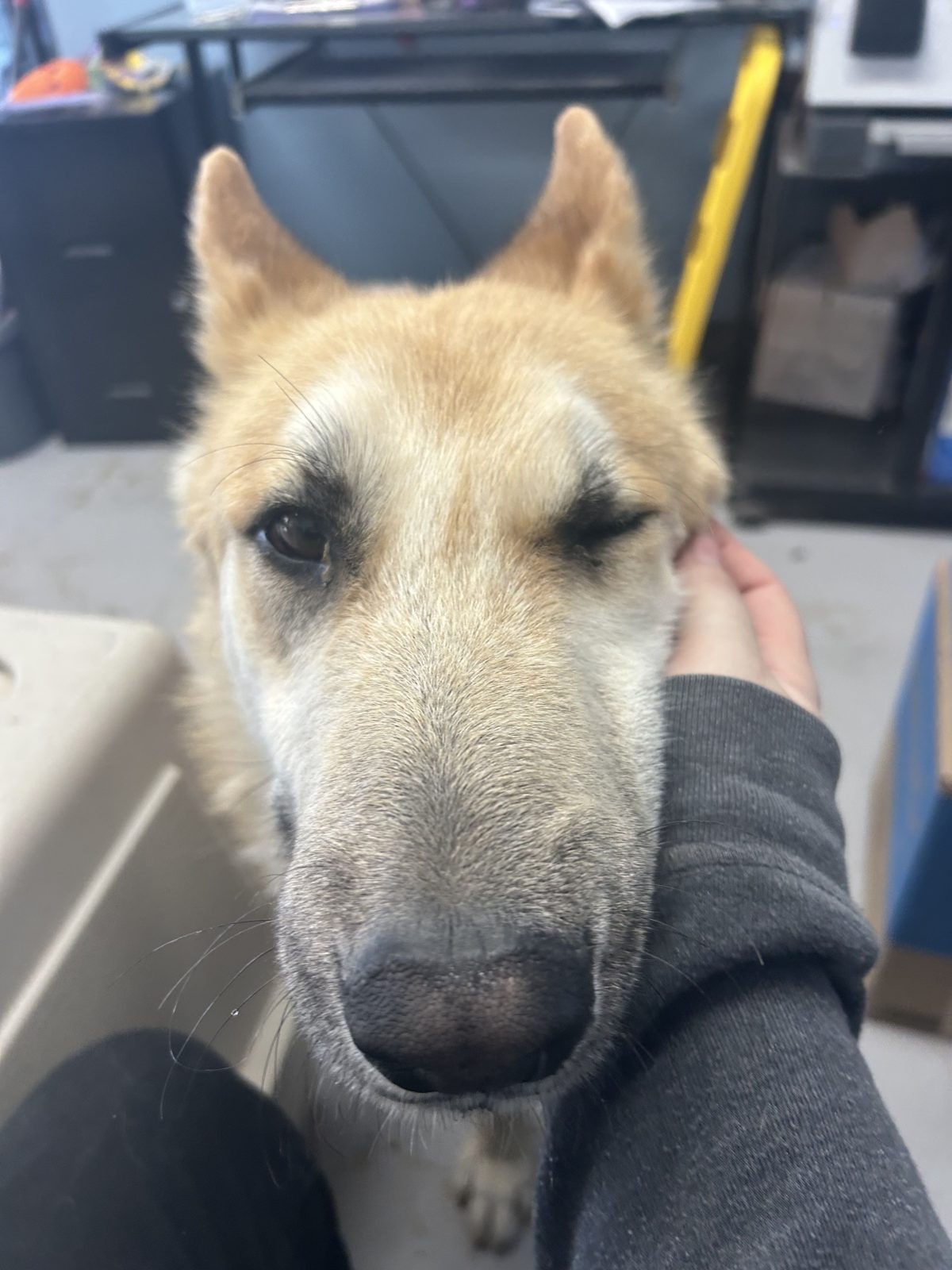 A gentle senior shepherd mix leaning in for attention