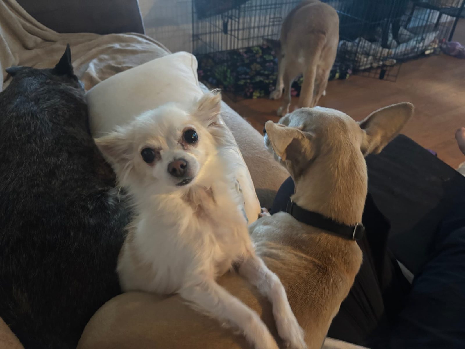 A little white chihuahua on the couch with two friends