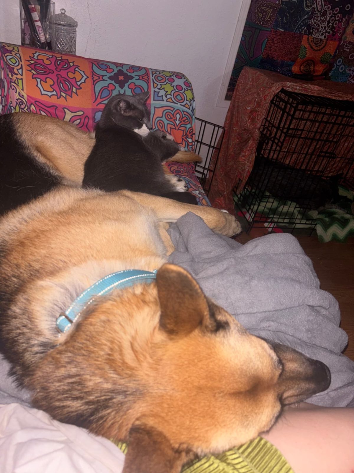 A shepherd mix napping while a cat rests nearby