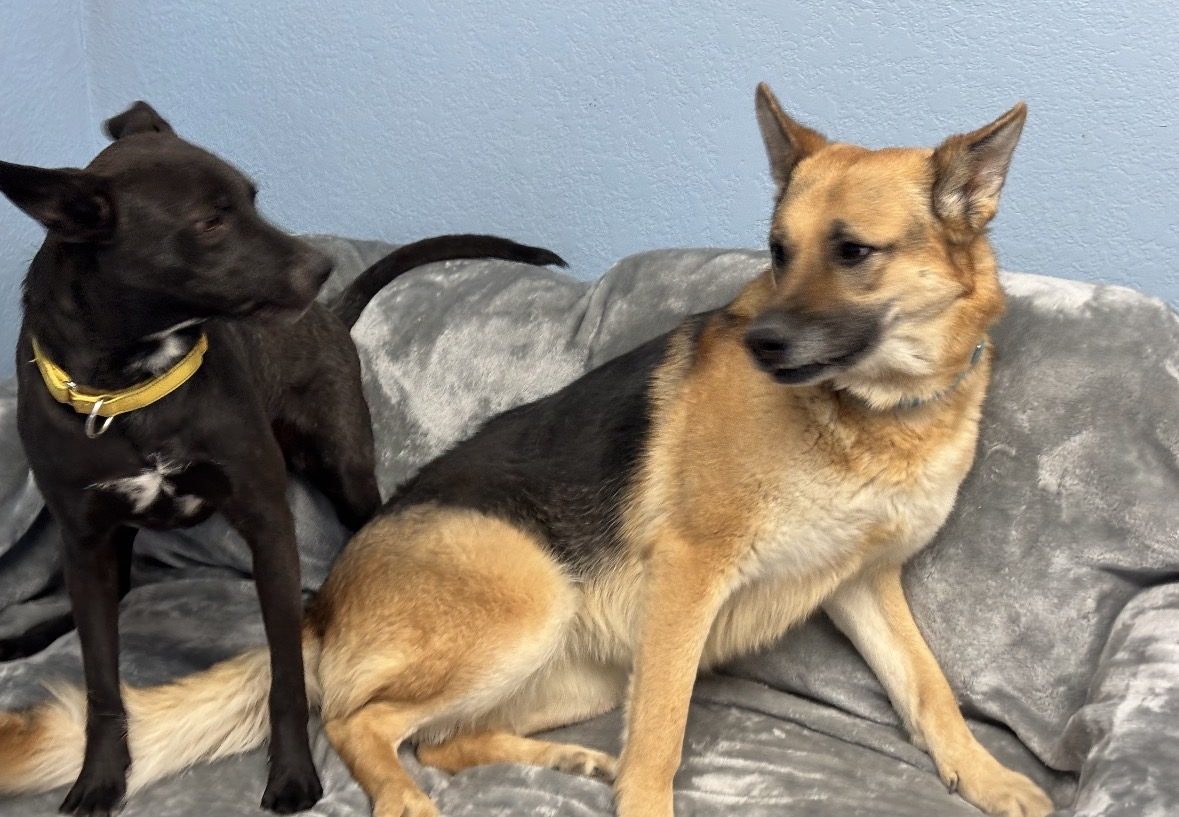 A black dog and a shepherd mix sitting together
