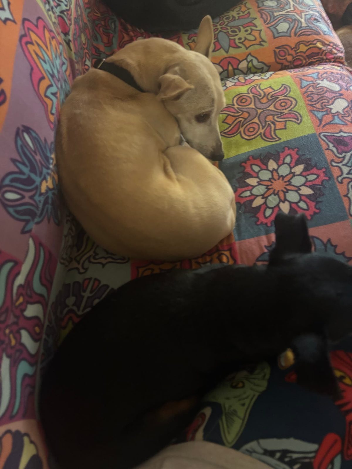A tan dog curled into a circle beside a black dog