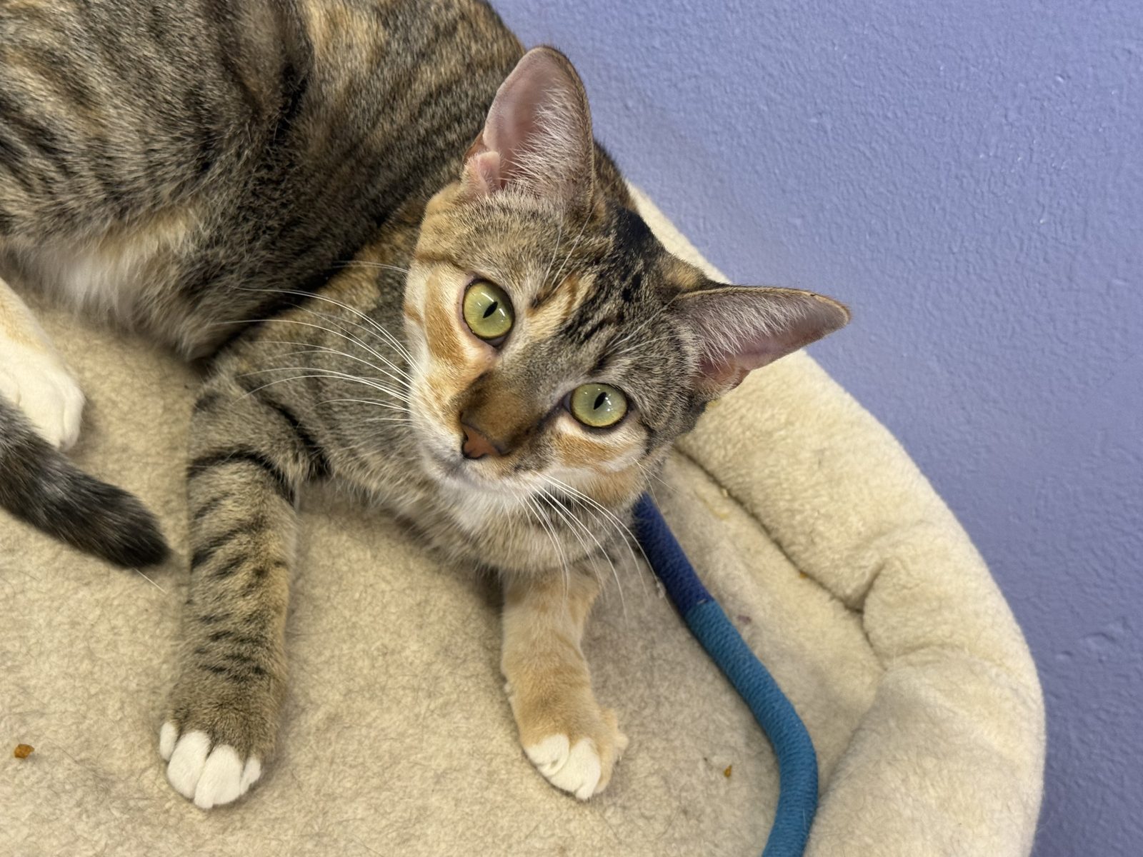 A tabby cat rolling over on a soft bed