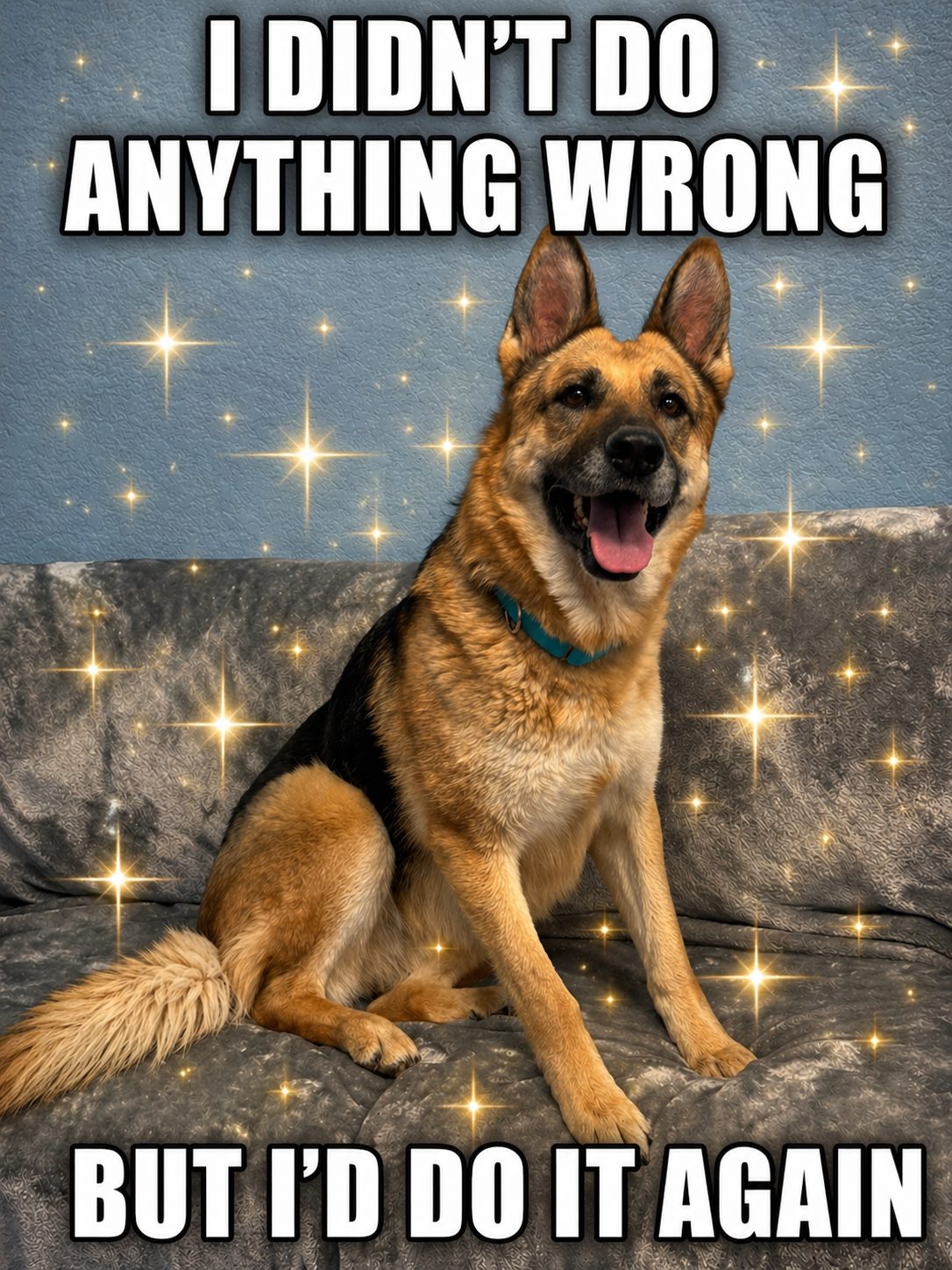 A German shepherd mix sitting proudly, from a rescue social post