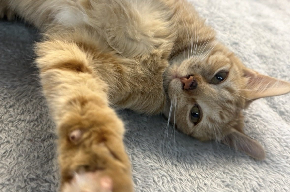 An orange cat rolling on a gray blanket