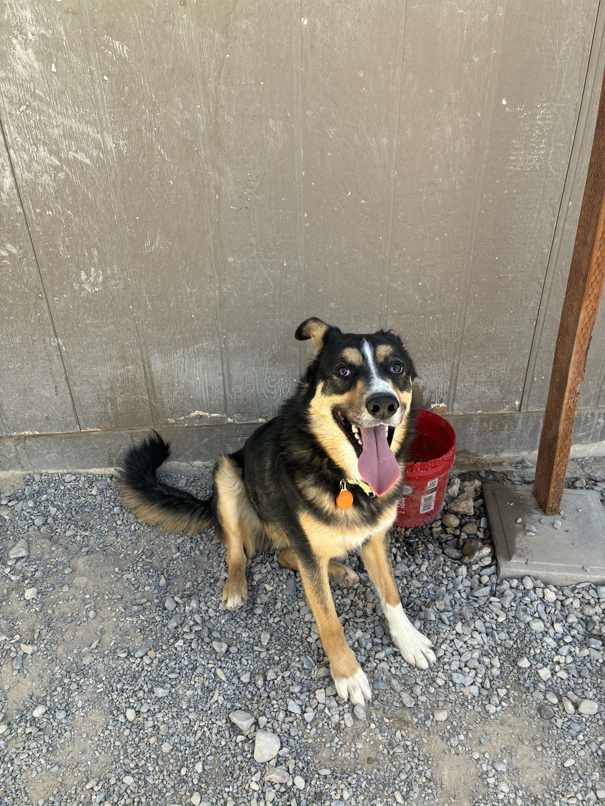 A black and tan rescue dog playing outside