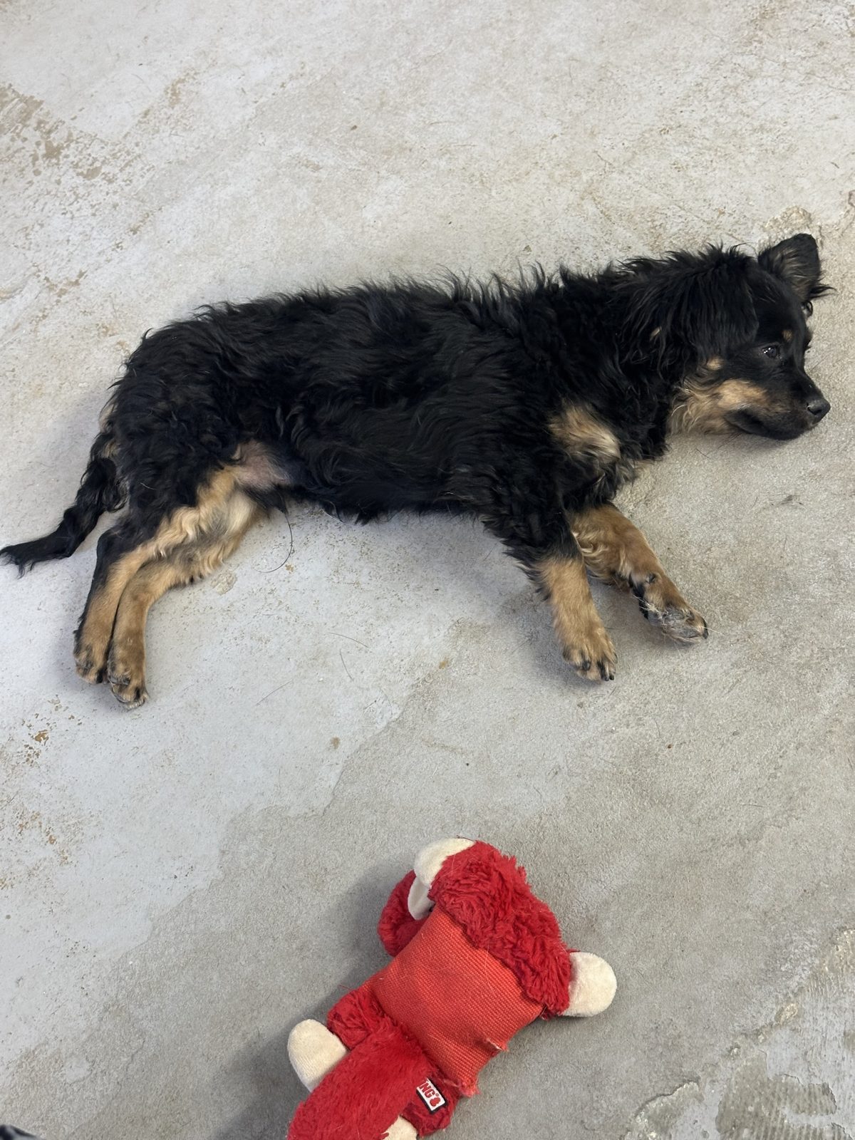 A small black dog stretched out on the floor next to a plush toy