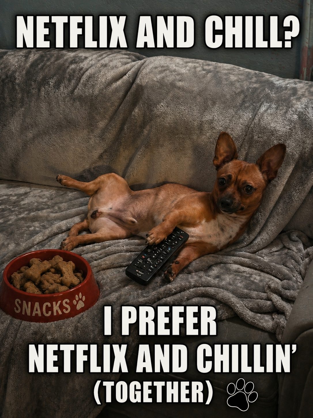 Two small dogs relaxing on a couch, from a rescue social post