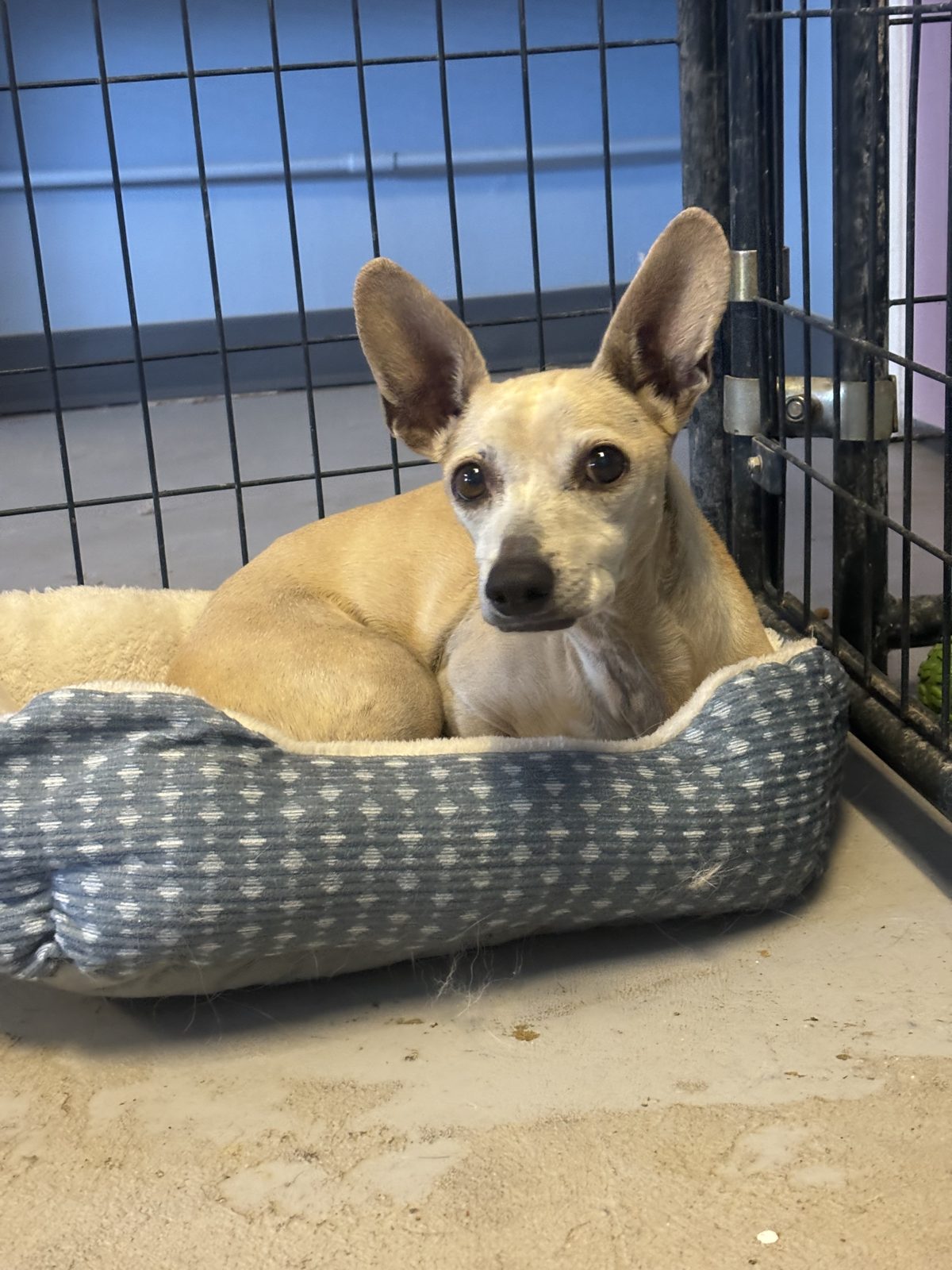 A tan rescue dog settled into a soft bed in a clean kennel