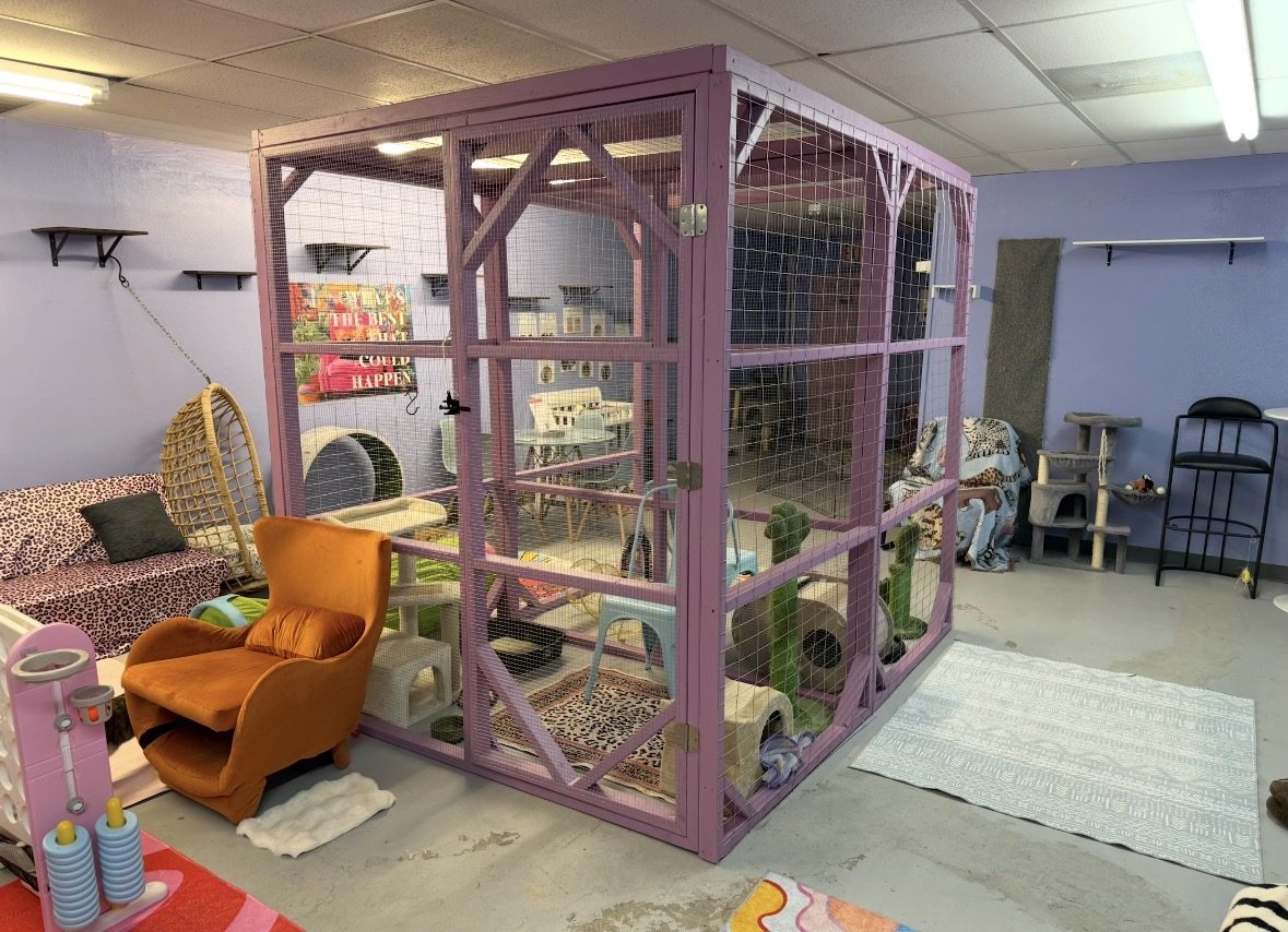 A wide view of the catio and lounge at the Paw-Rump Cat Cafe