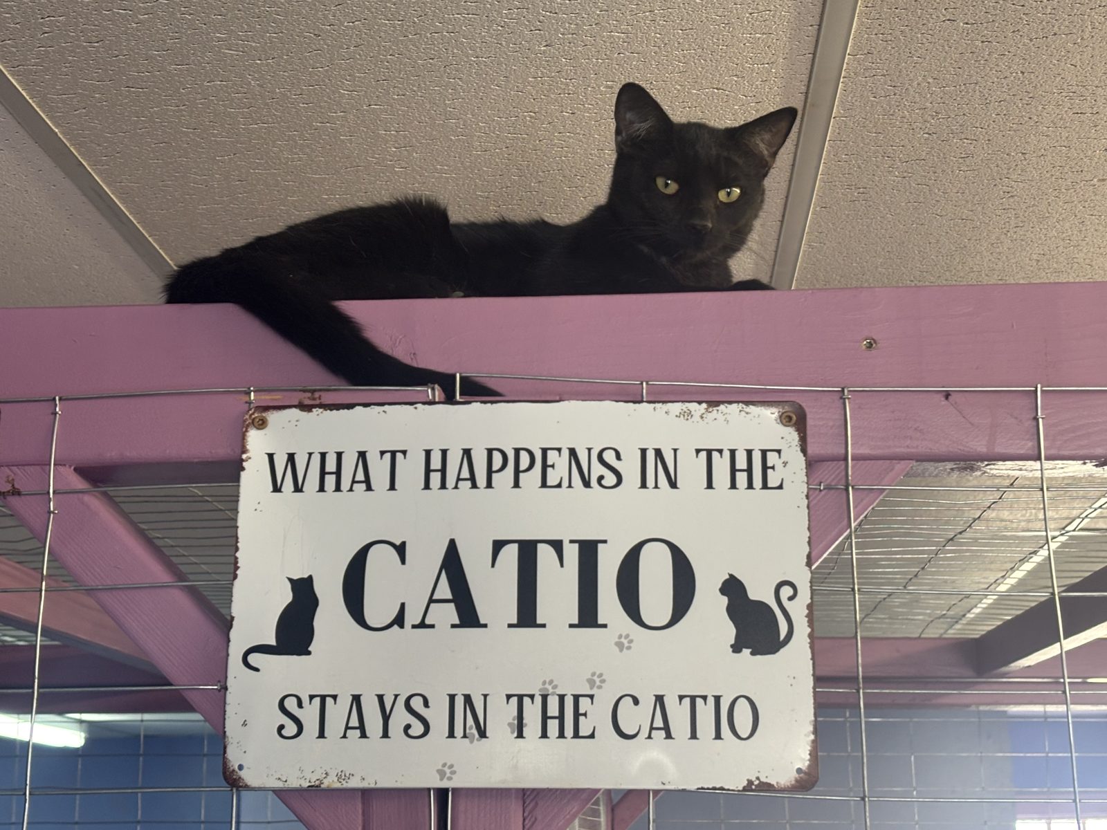 A black cat lounging above the catio sign at the cat cafe