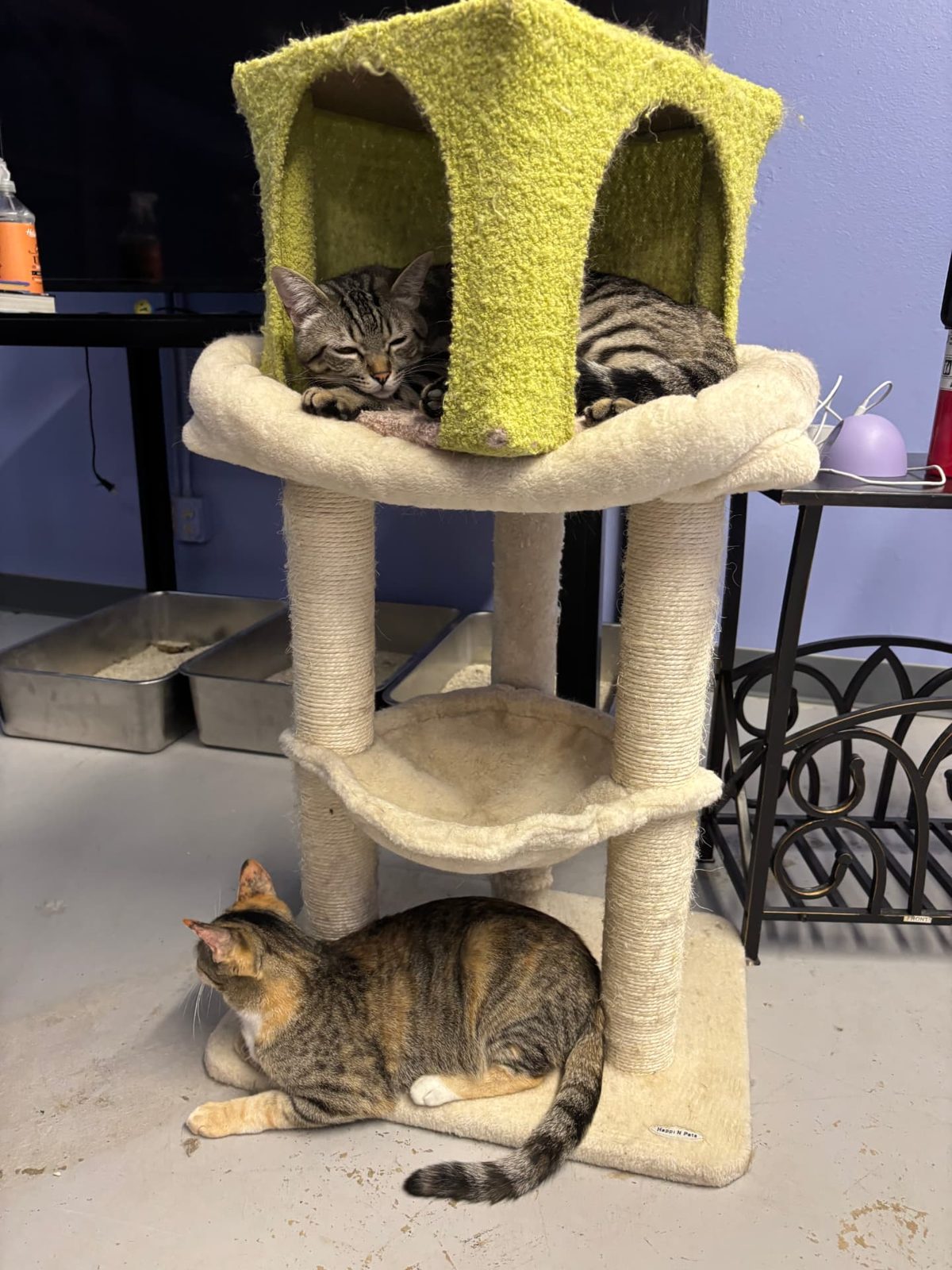 Three cats sharing a cat tower in the cat room