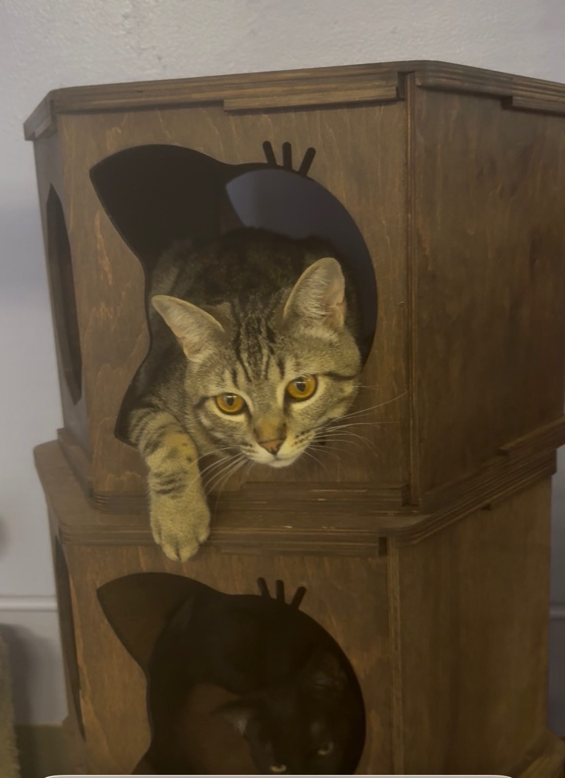 A tabby cat peeking out of a wooden cat house