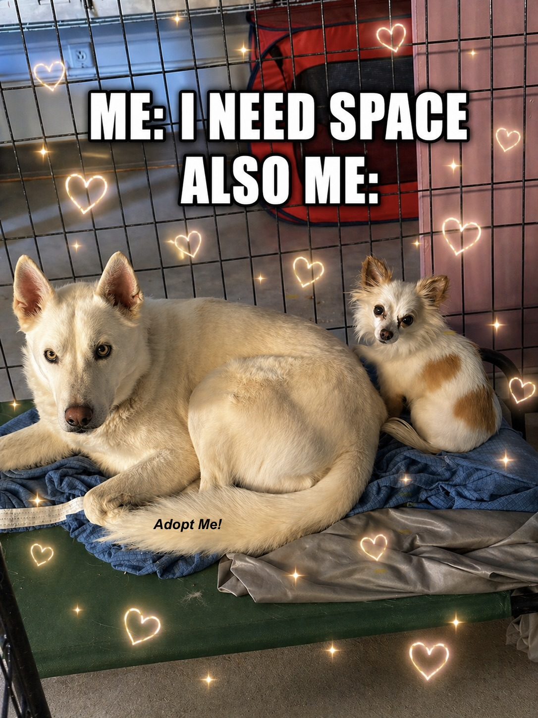 Two rescue dogs sharing a bed, from a rescue social post