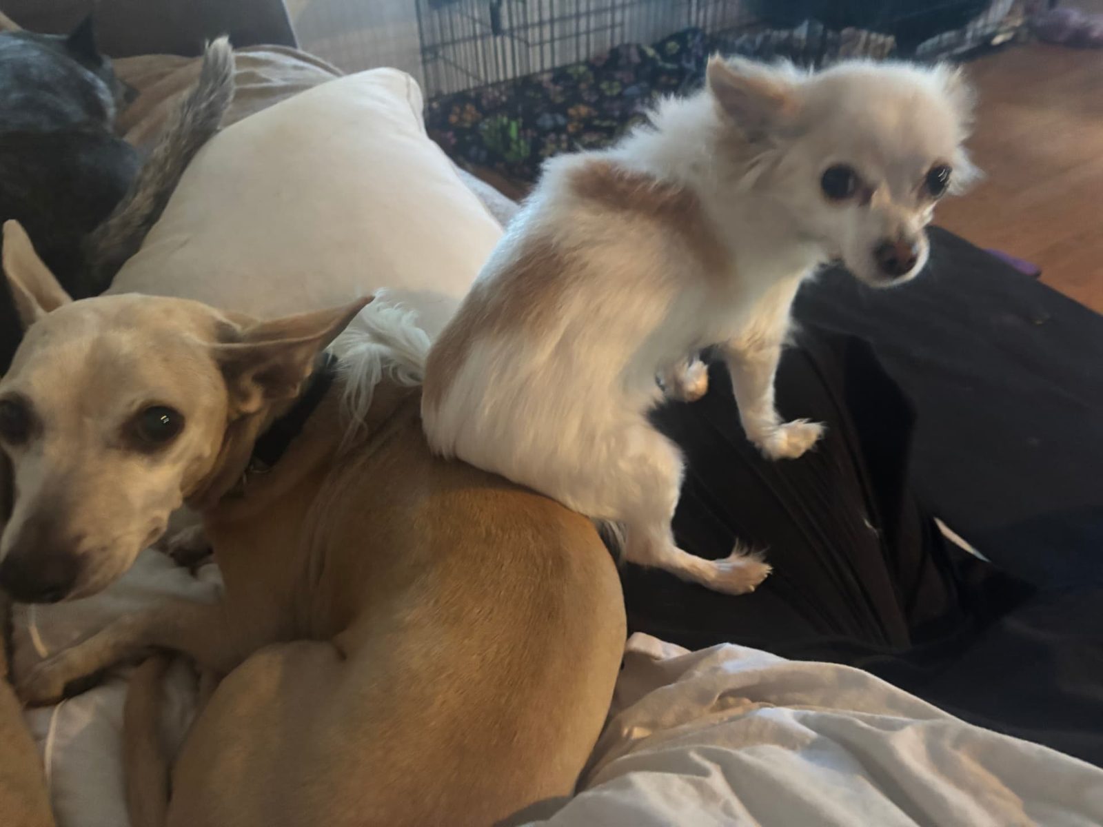 A fluffy white chihuahua climbing over a tan dog