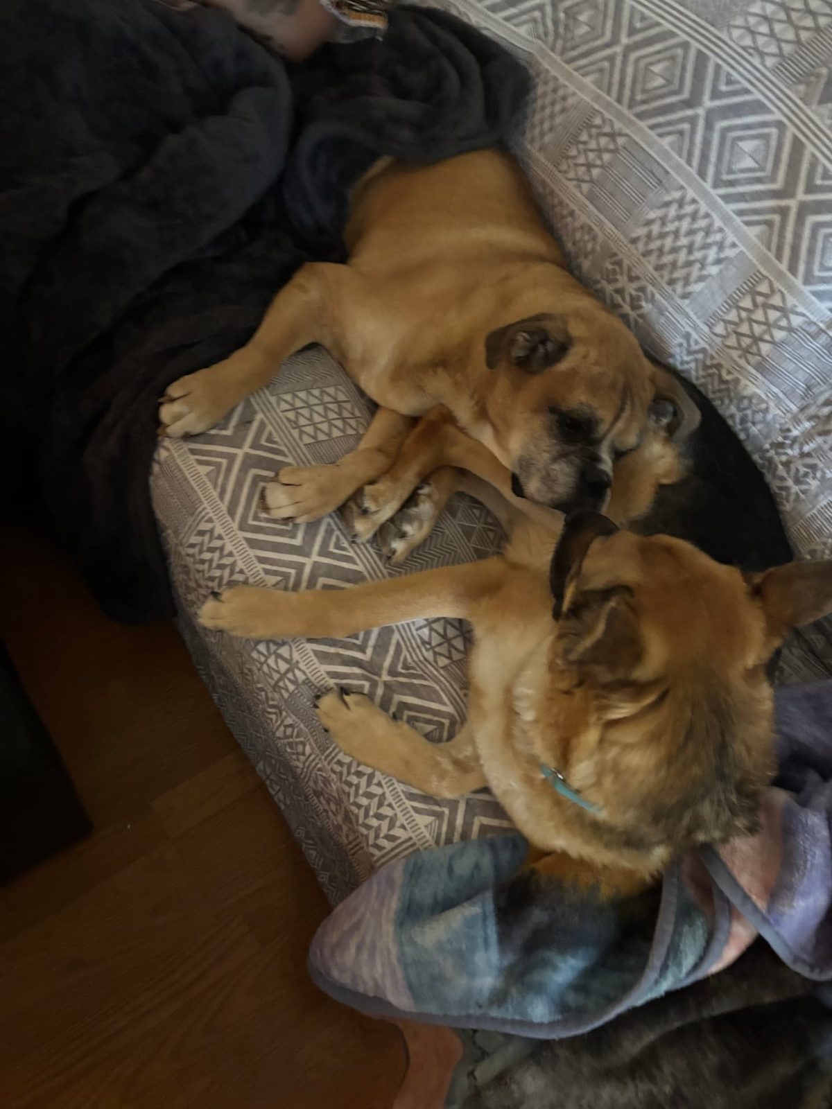 Two tan rescue dogs sleeping curled up together