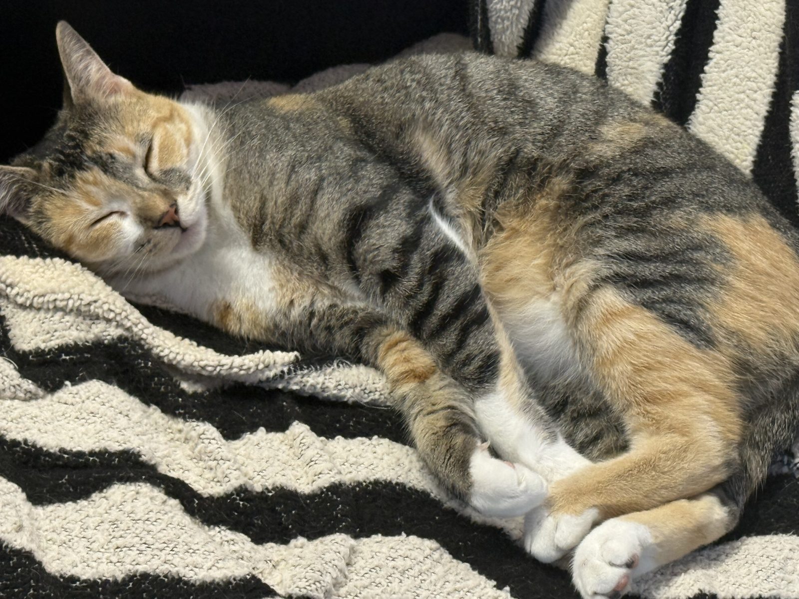 A calico cat stretching out in a sunny spot