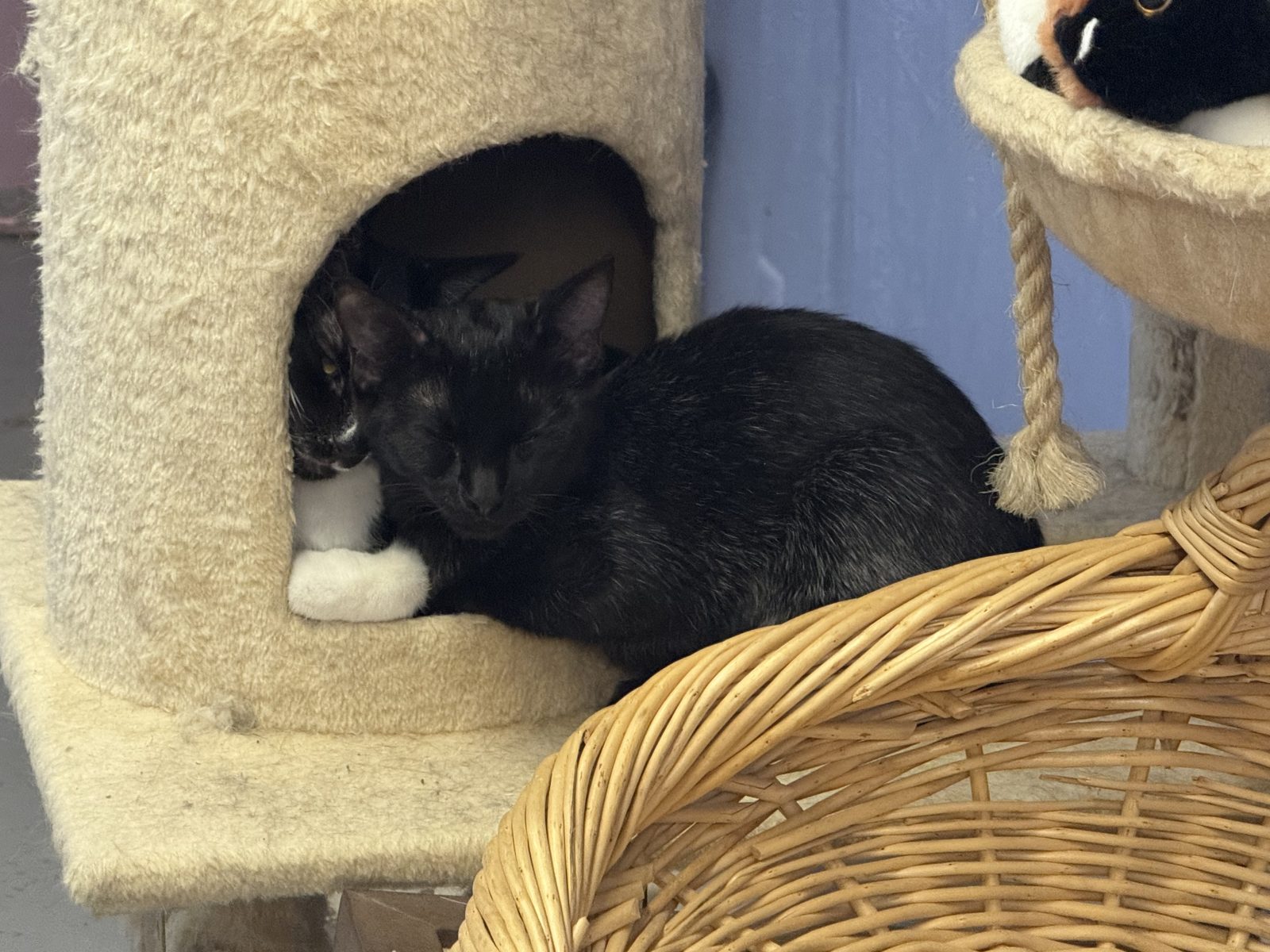 Two black cats sharing a basket on a cat tower