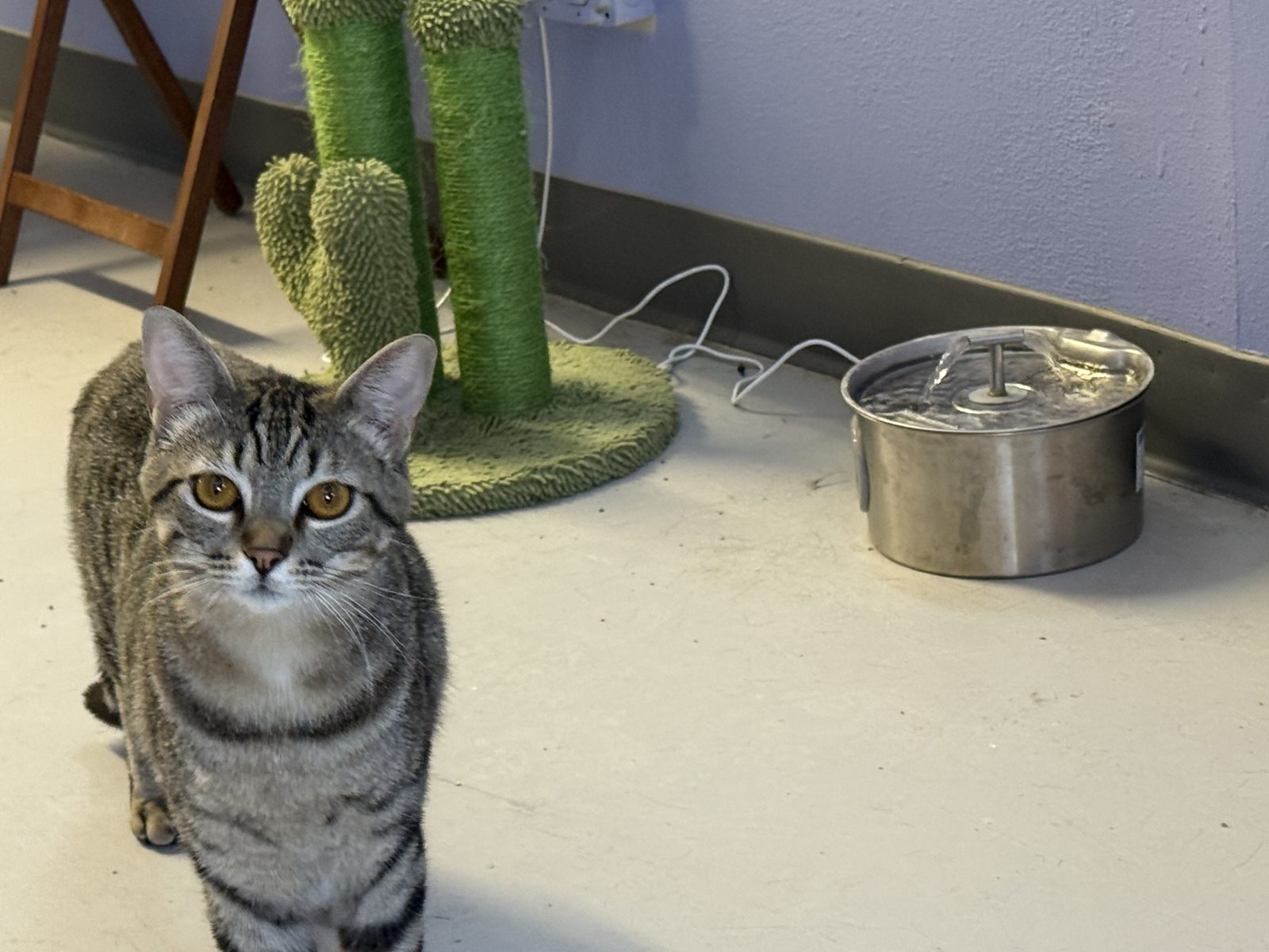 A gray tabby cat sitting beside a cactus scratching post
