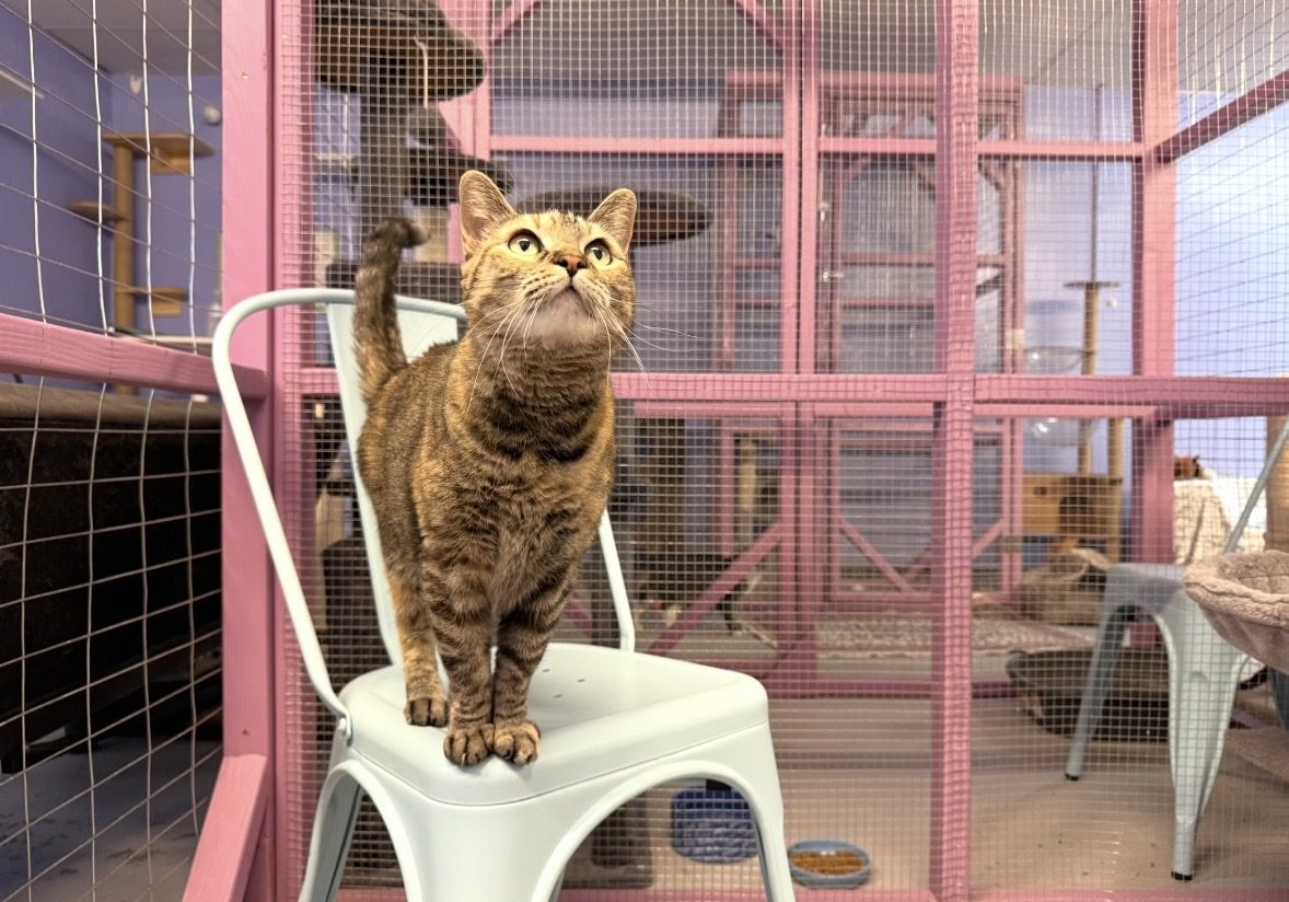 A tabby cat standing on a chair inside the pink catio