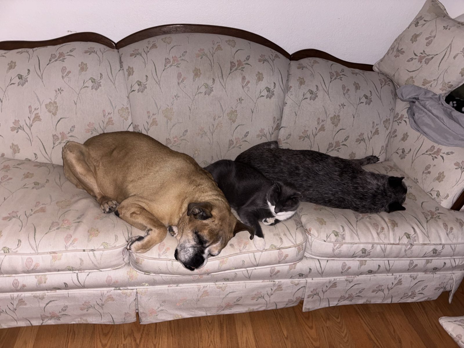 A dog and a cat napping side by side on a couch