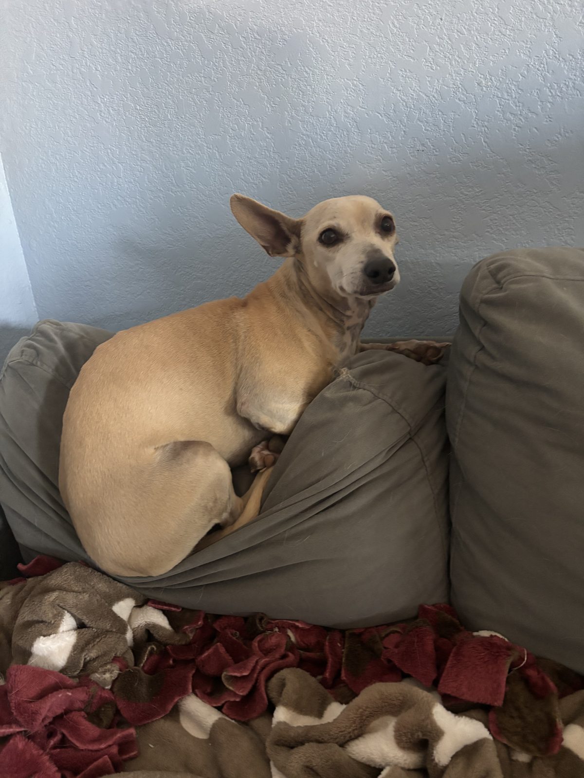 A tan chihuahua mix perched on the back of a couch