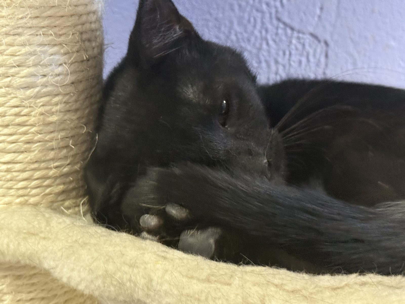 A dark gray cat curled into a cat tower cradle