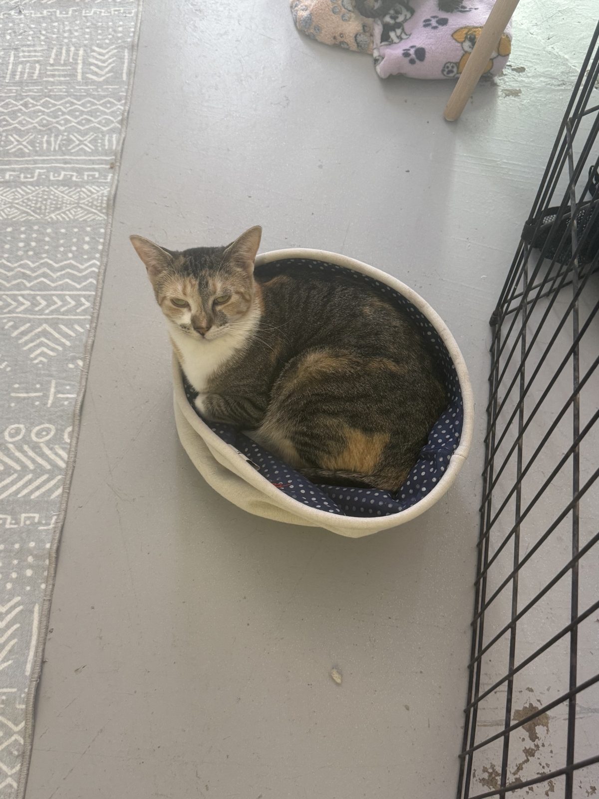 A tabby cat tucked into a wall-mounted cat bowl bed