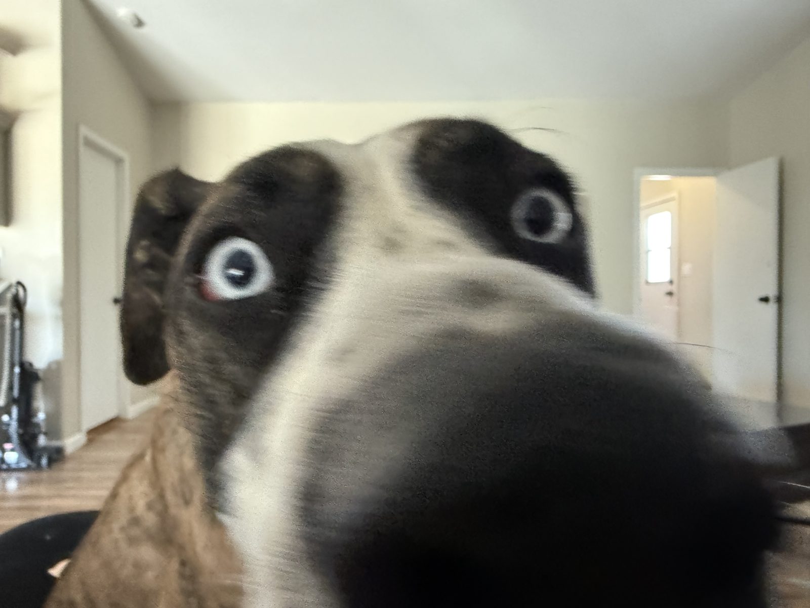 A playful close-up of a black and white dog's nose