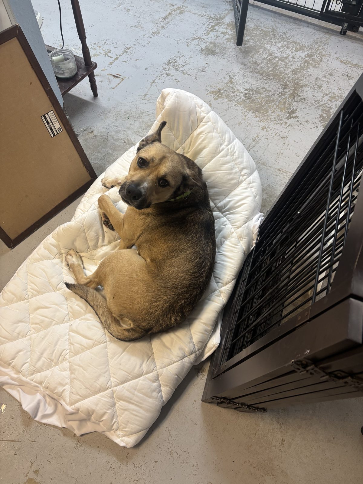 A shepherd mix curled up on a soft pad by a kennel