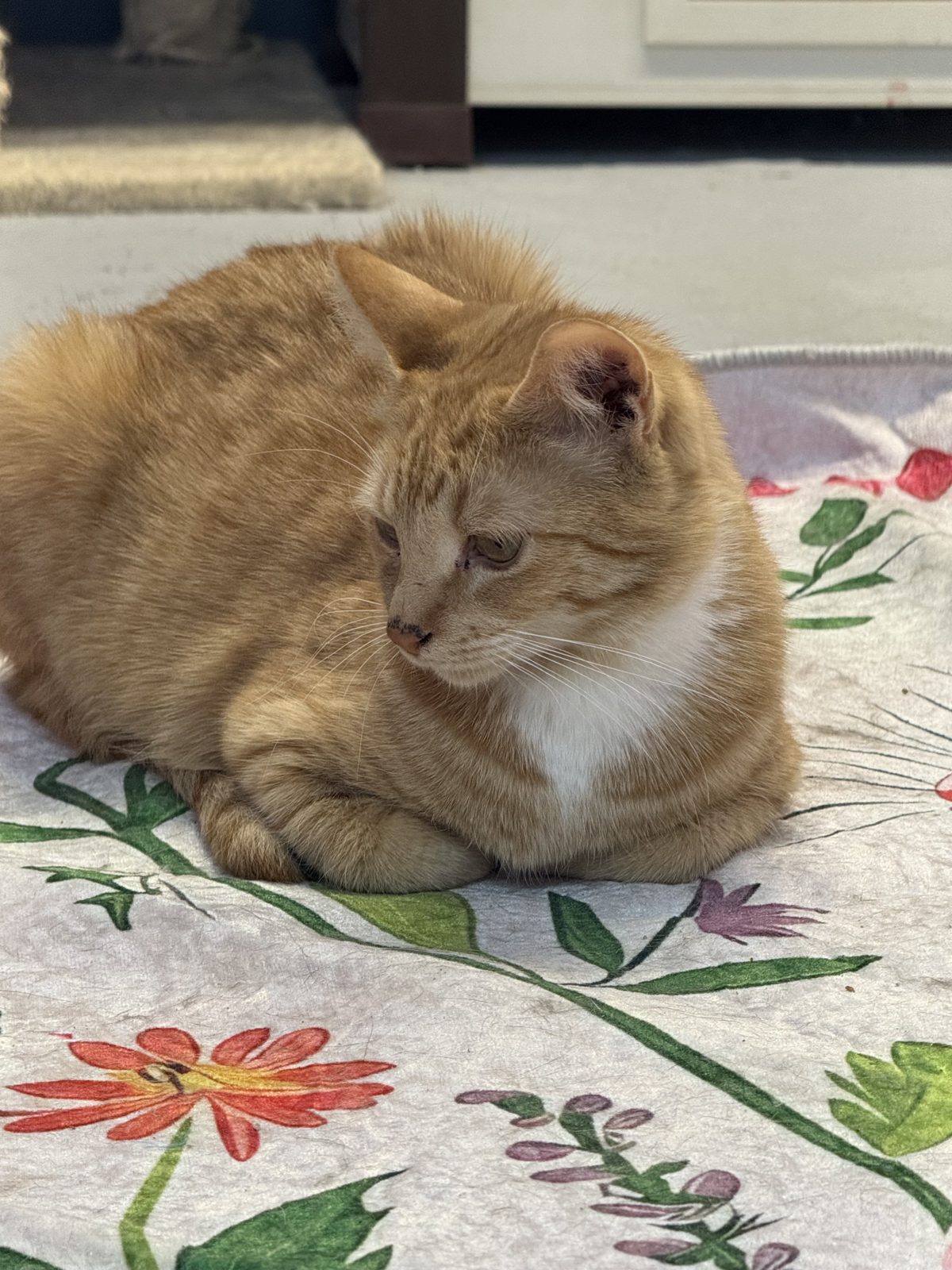 An orange and white cat resting on a flowered blanket